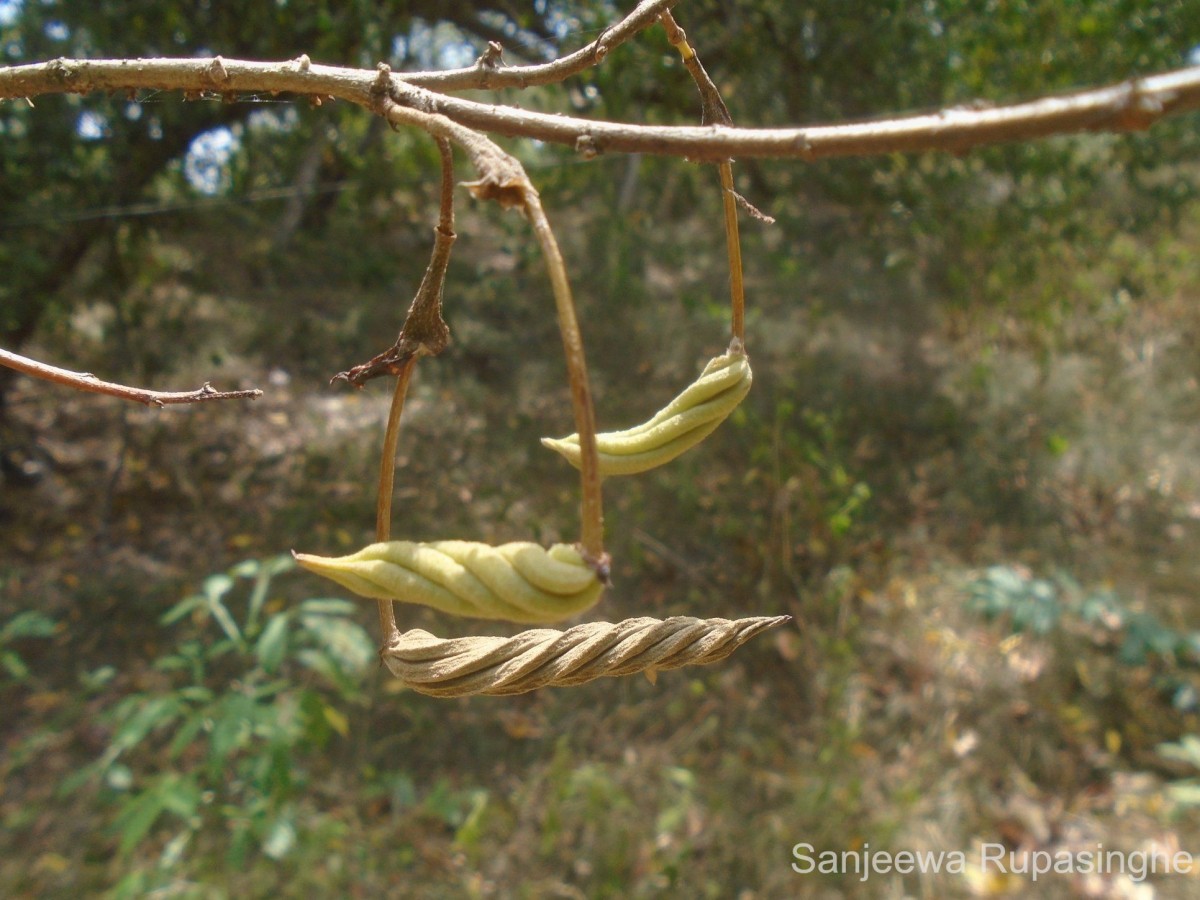 Helicteres isora L.